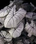 Caladium candidum